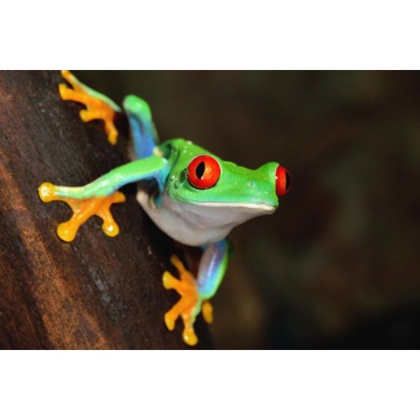 Red-Eyed Frog