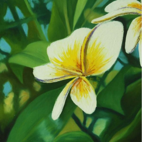 White Plumeria