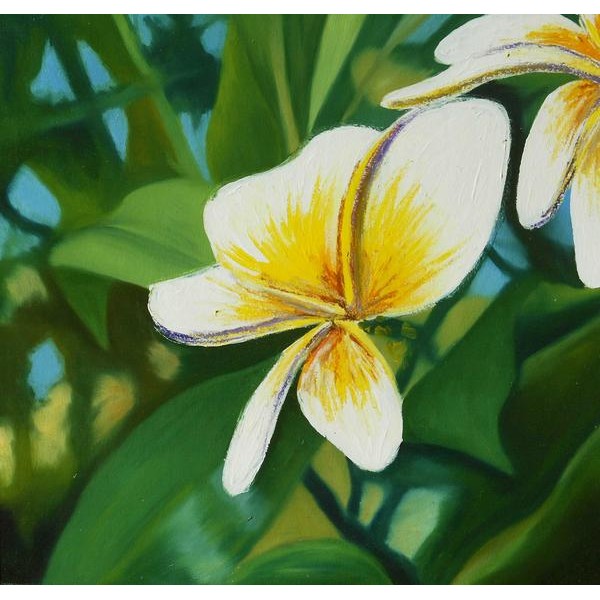 White Plumeria