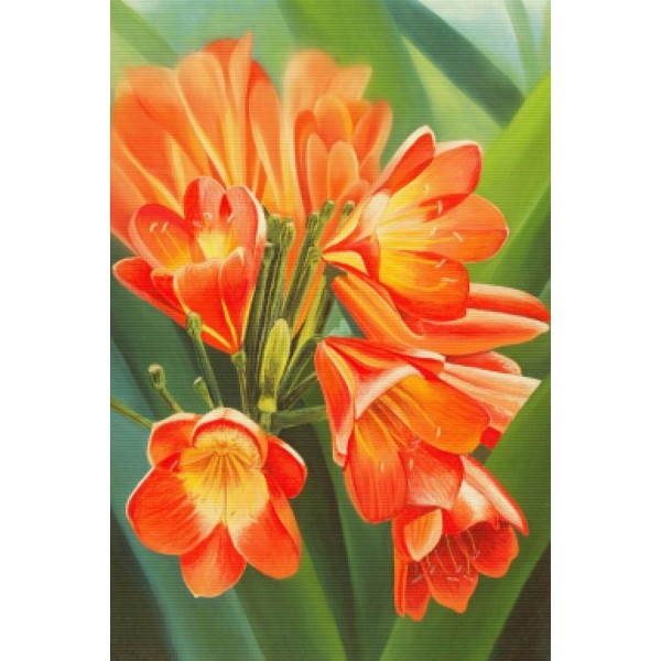 Clivia