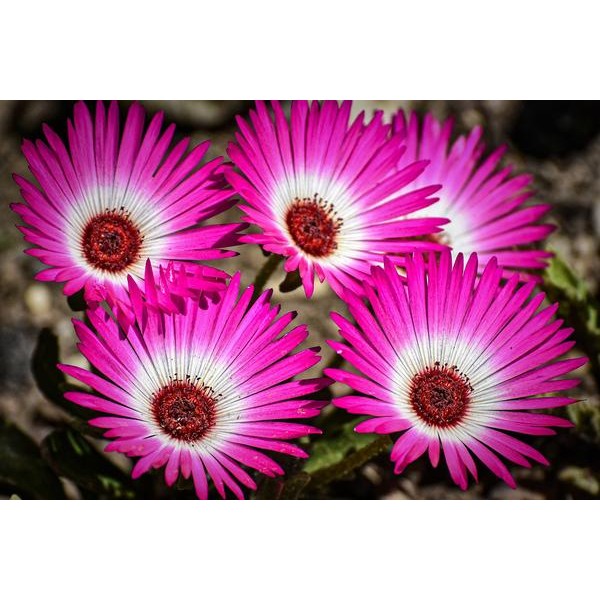 Magenta Flowers