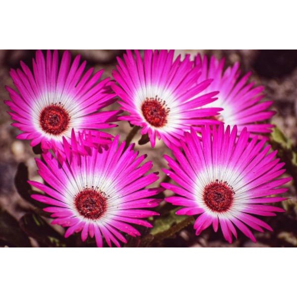 Magenta Flowers