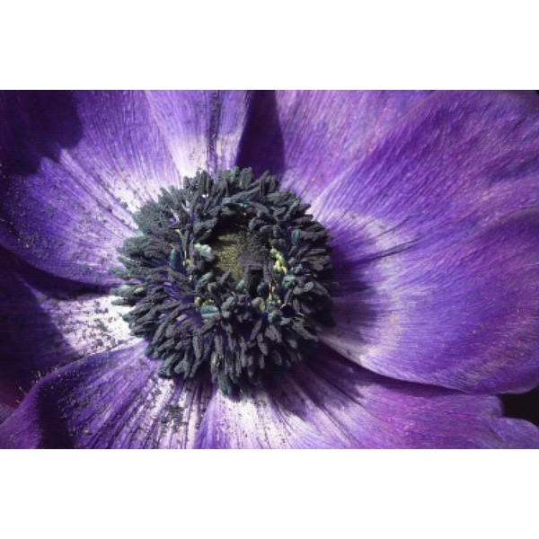 Purple Flower Petals