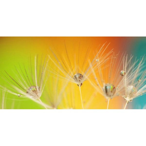 Dandelion Colors