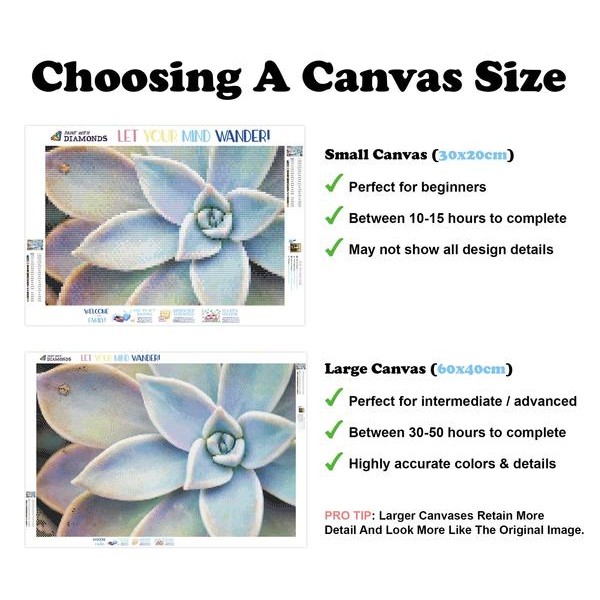 Succulent Plant - Ships From US