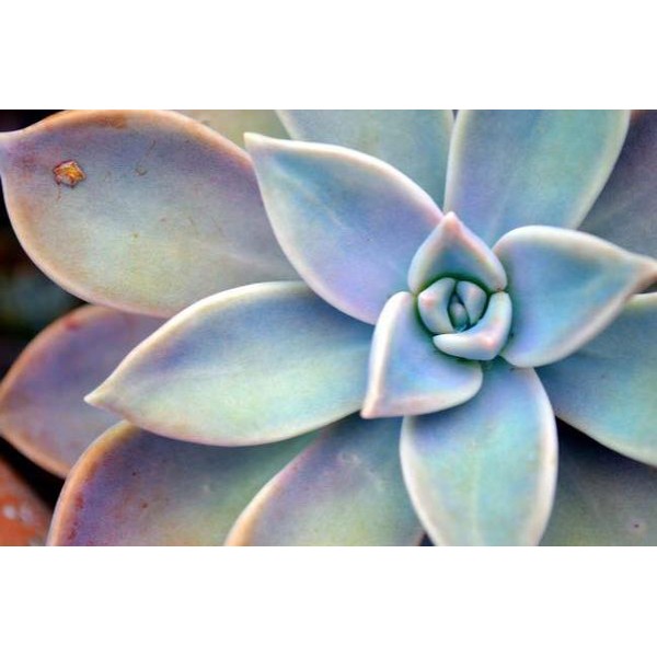 Succulent Plant - Ships From US