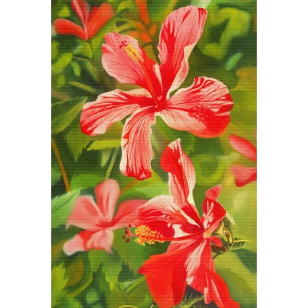Red Hibiscus 3
