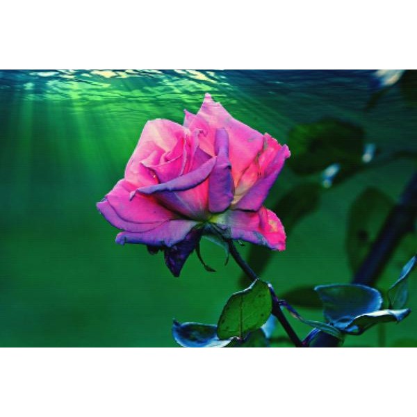 Pink Petal Rose