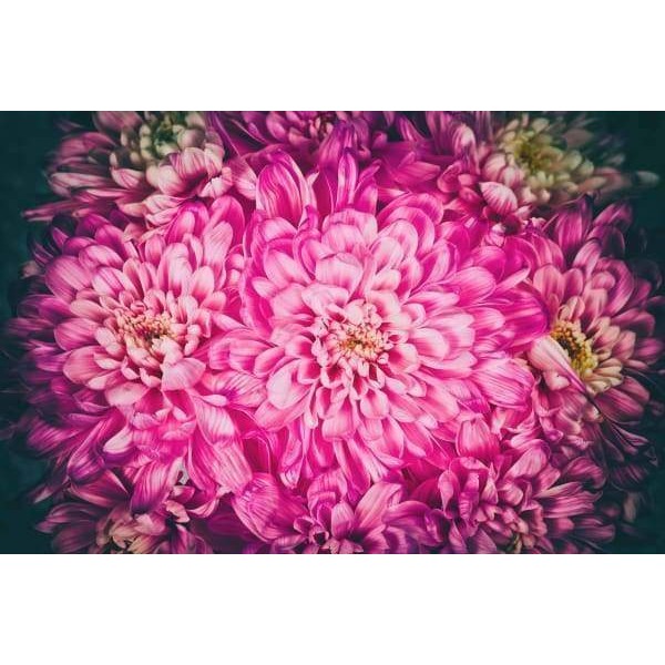 Natural Flower Blossom