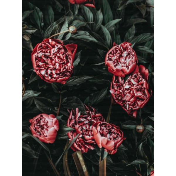 Red Peonies