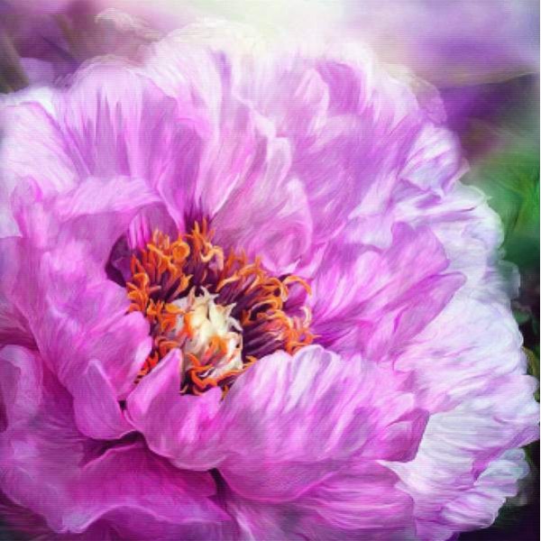 Radiant Orchid Peony