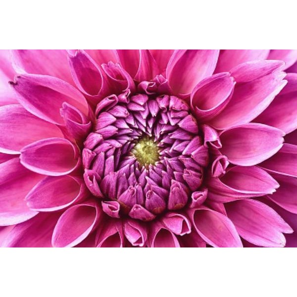 Pink Petaled Flowers