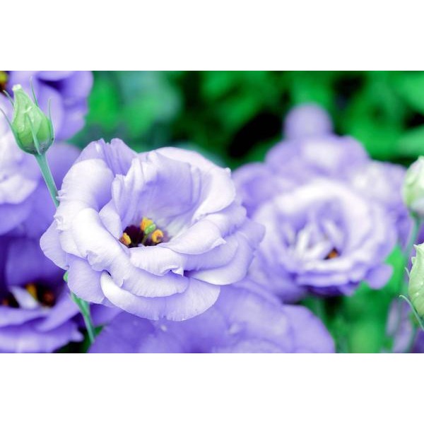 Soft Violet Flowers