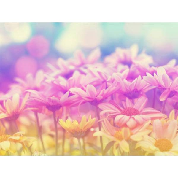 Flowers In The Garden