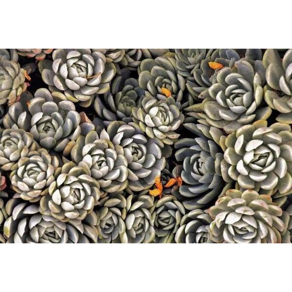 Succulents