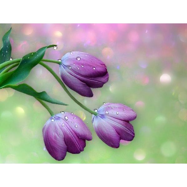 Tulips & Water Drops