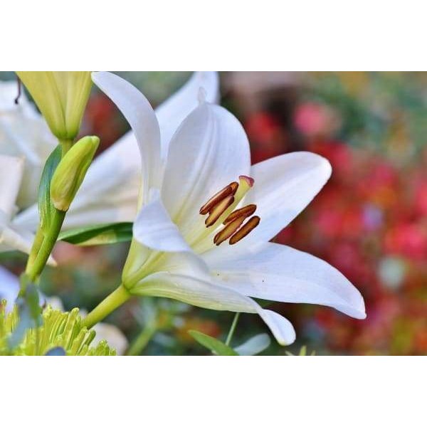Lily Blossoming