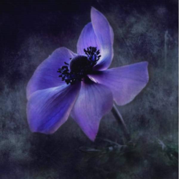 Blossom In The Darkness