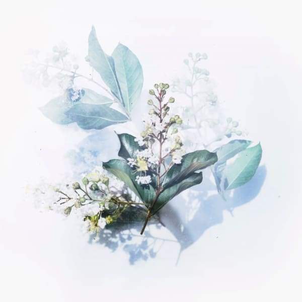 White Flowering Plant