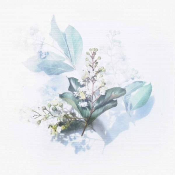 White Flowering Plant