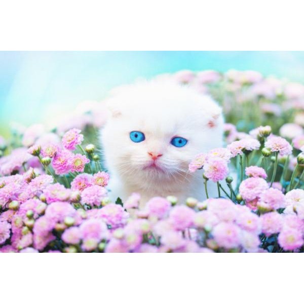 Pensive Garden Kitten