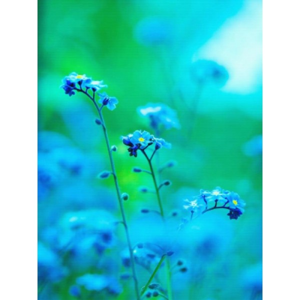 Blue Blossom