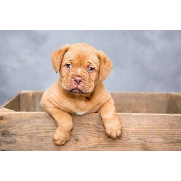 Dogue De Bordeaux