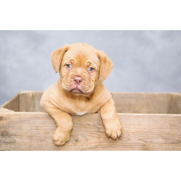 Dogue De Bordeaux
