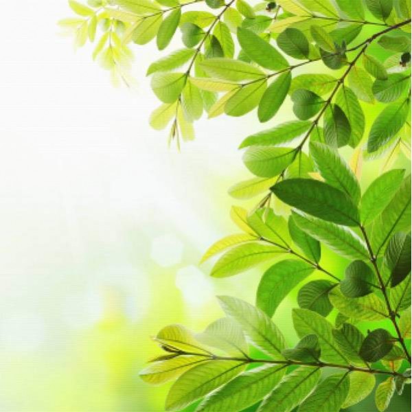 Green Leaves