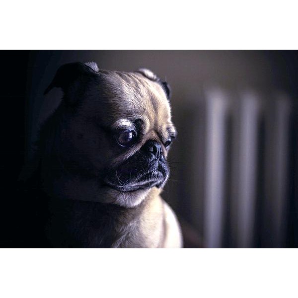 Pensive Pug