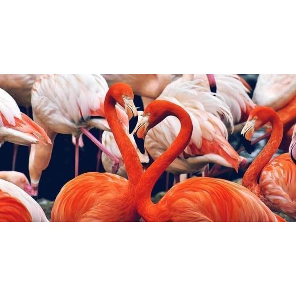 Flamingo Love