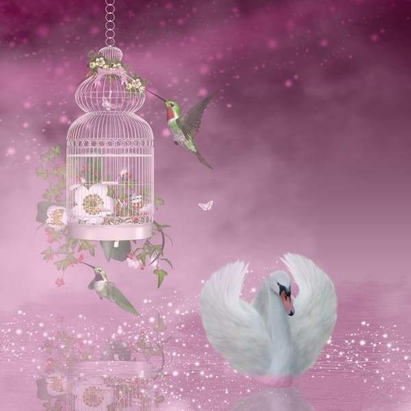 Swan And Hummingbird