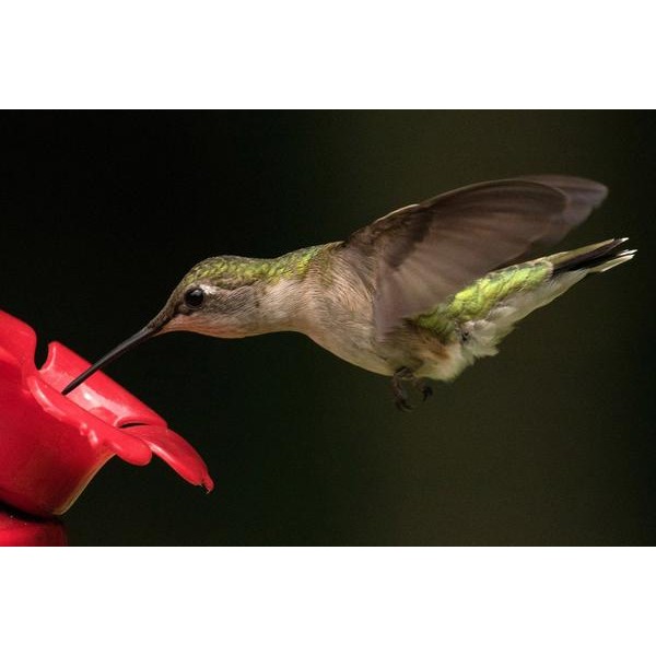 Thirsty Hummingbird