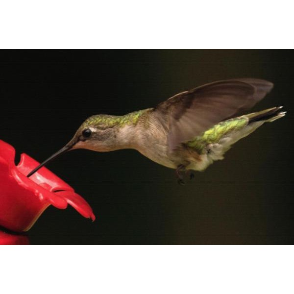 Thirsty Hummingbird