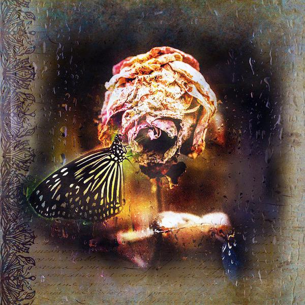 Butterfly And Rose