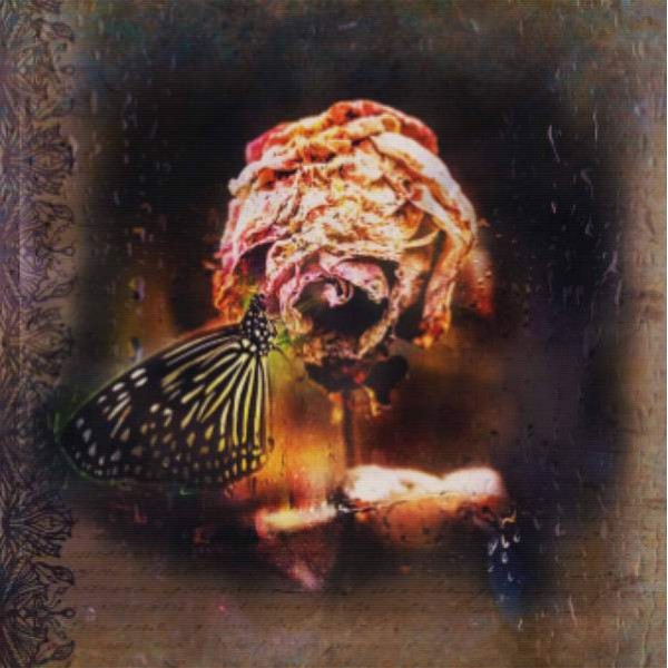 Butterfly And Rose