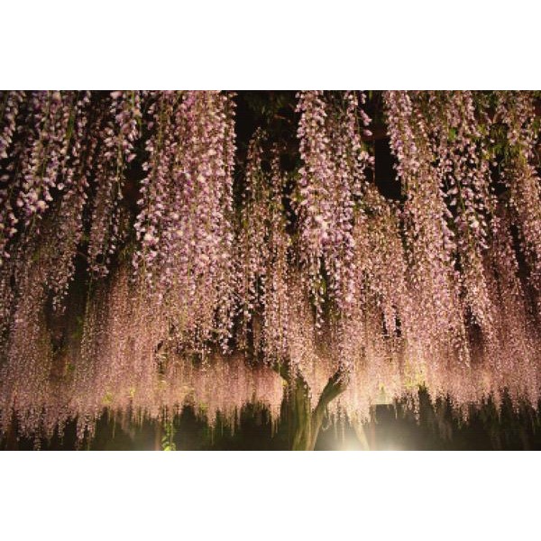 Wisteria Trellis
