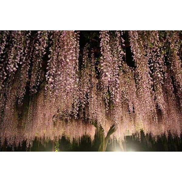Wisteria Trellis