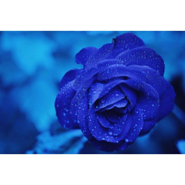 Burgundy Rose Blooms