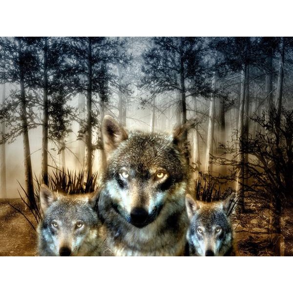 Wolf Pack In Forest
