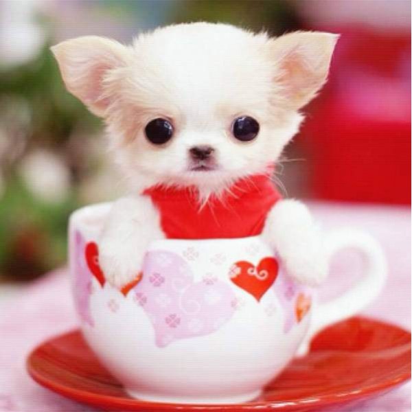 Yo Quiero Teacup
