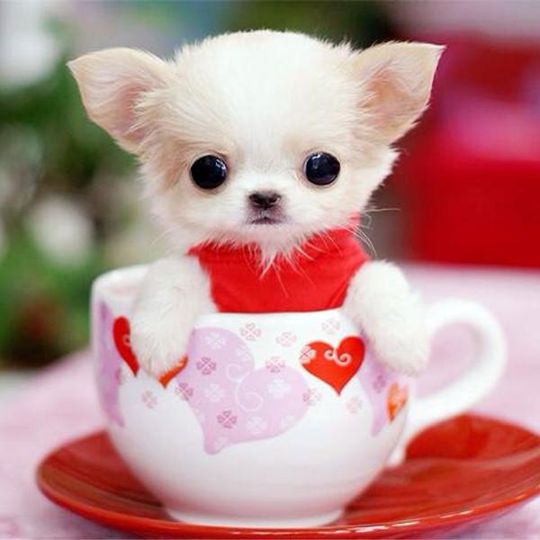 Yo Quiero Teacup