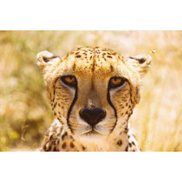 Cheetah Closeup