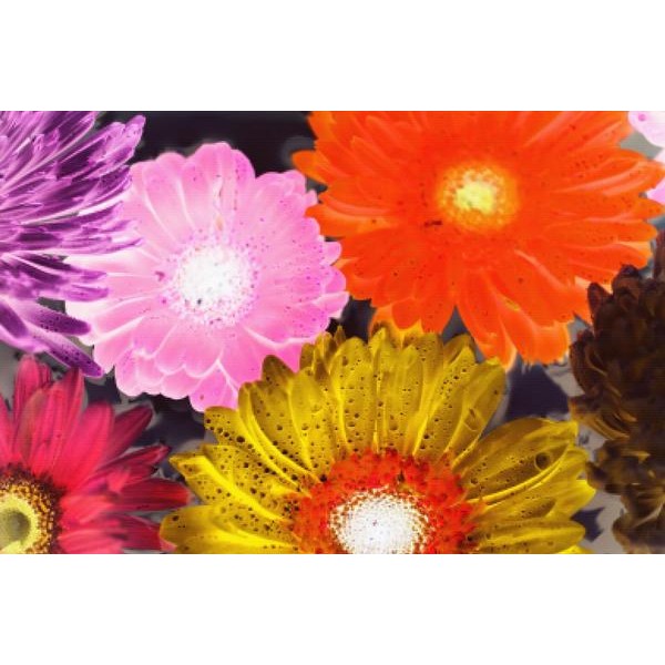 Colorful Gerbera