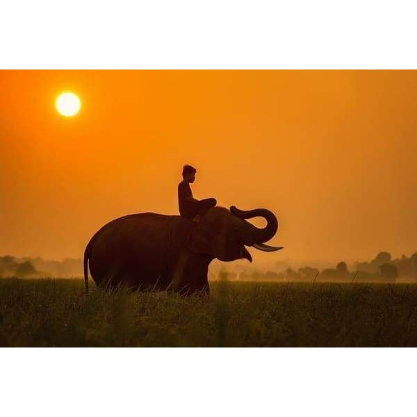 Lone Elephant In Africa