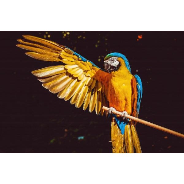 Macaw