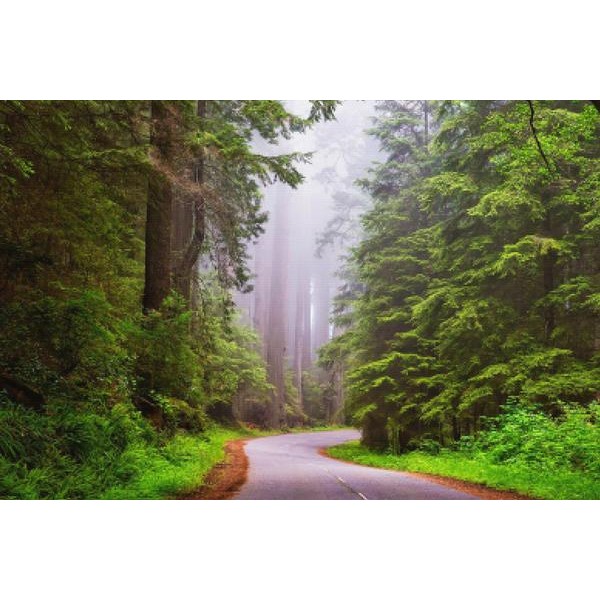 Redwood National Park