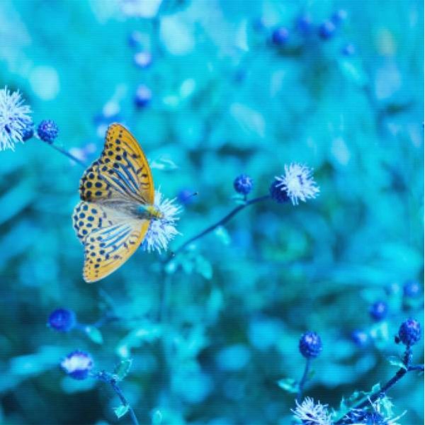 Orange Butterfly Blue Flowers