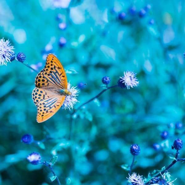 Orange Butterfly Blue Flowers