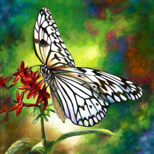 Tree Nymph Butterfly